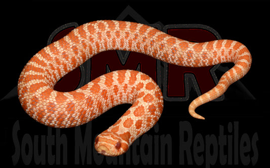 Albino Western Hognose 7" Male