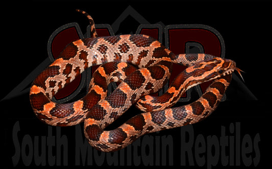 Red Okeetee 14" female