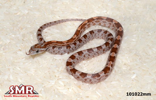 Boot Key Cornsnake 14" Male