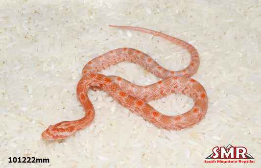 Sunrise Amel 11" Male