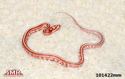 Candy Cane Tessera 11" Male