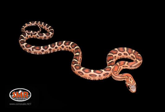 14" Male Scaleless Cornsnake - South Mountain Reptiles