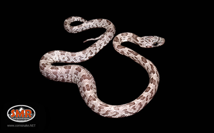 12" Female Shatter - South Mountain Reptiles