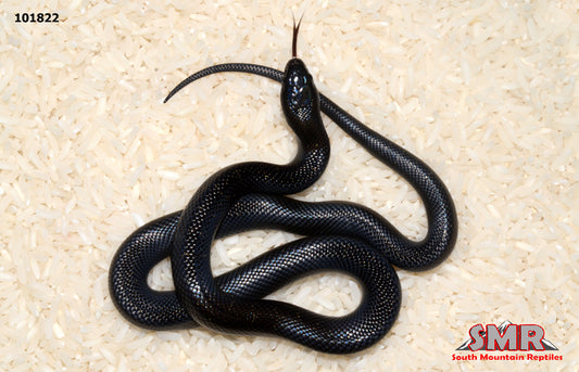 Mexican Black Kingsnake 17" Female