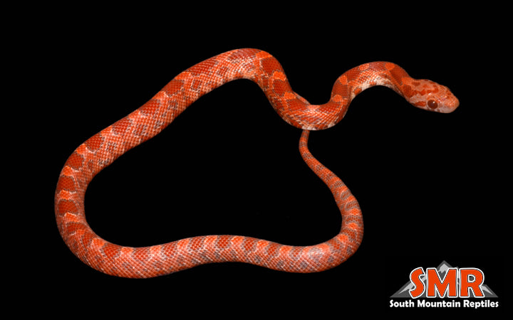 12" male Red Coat Lava - South Mountain Reptiles