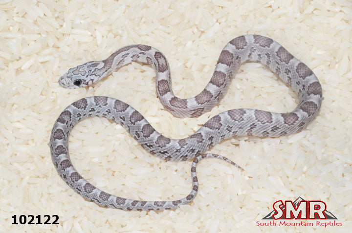 Sunkissed Ghost 13" Male