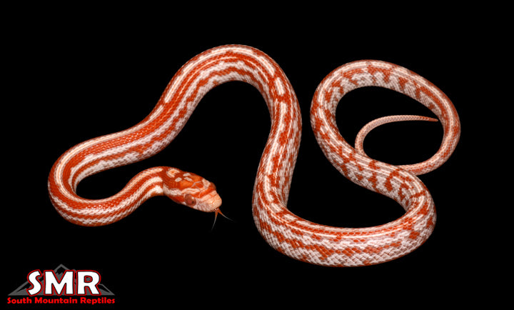 Photo of Tessera Reverse Okeetee corn snake morph