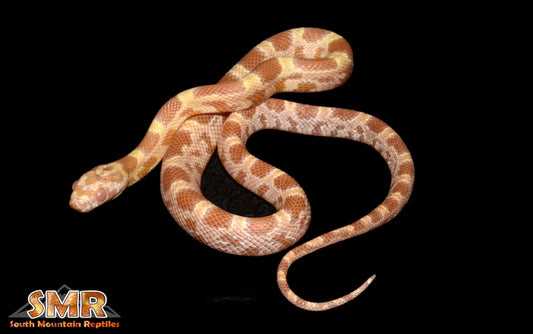 Saffron 12" Female