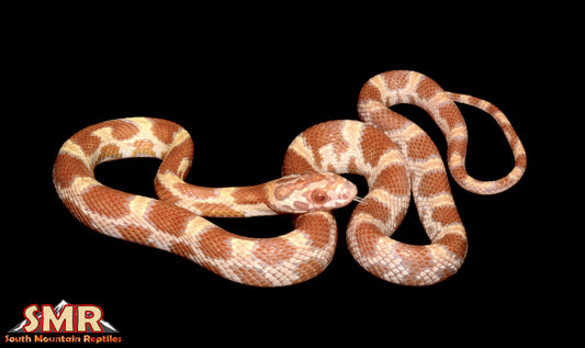 Saffron 12" Female