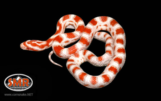 14" Male High-white Reverse Okeetee