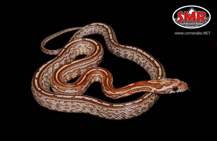 Tessera Kastanie 15" Male Corn Snake - South Mountain Reptiles