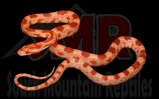 Amel Red Factor 15" Female