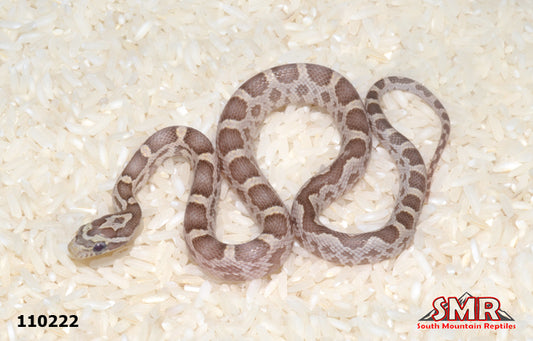 Ghost Okeetee 12" Male