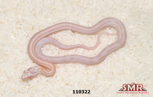 Striped Coral Snow 12" Male