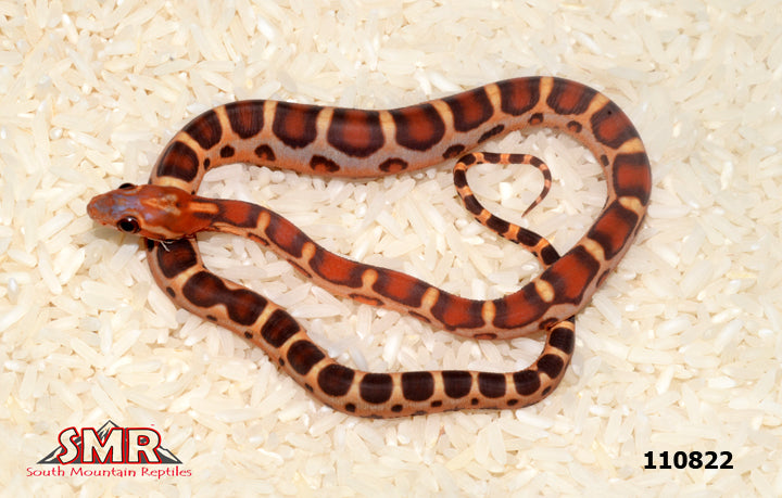 Scaleless Red Factor Extreme Okeetee 12" Male