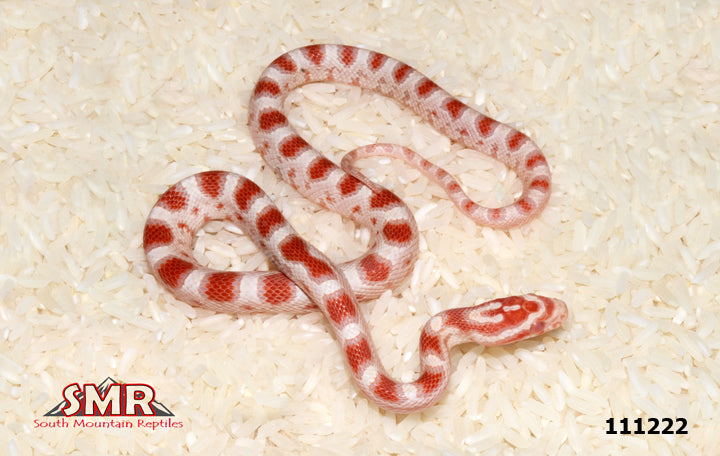 High-white Reverse Okeetee 13" Female