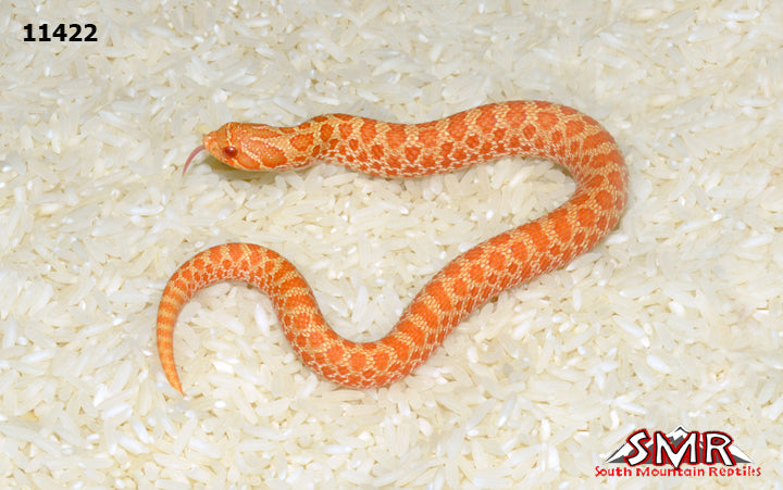 Albino Hognose Snake 8" Female