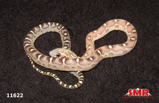 Scaleless Caramel 13" Male