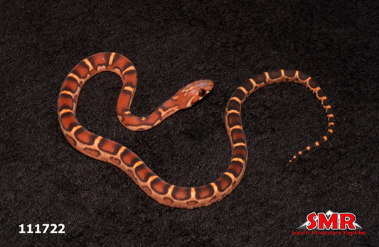 Scaleless Extreme Okeetee 13" Male