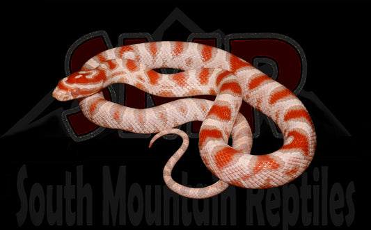 High-white Reverse Okeetee 13" Male