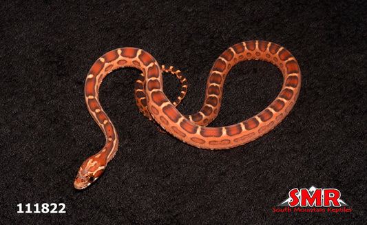 Scaleless Extreme Okeetee 14" Male