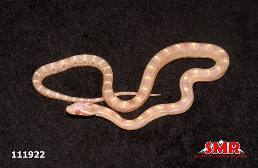 Scaleless Butter 14" Female