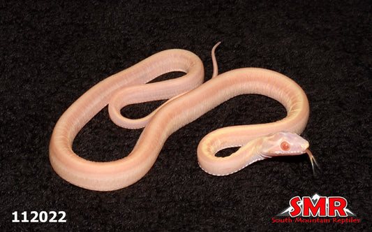 Striped Scaleless Butter Corn Snake