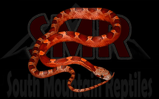 Bloodred Het P/S 12" Male