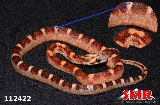 Microscale Corn Snake