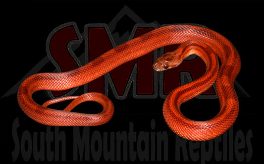 Striped Bloodred 18" female