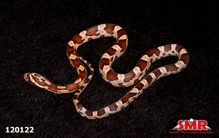 Red Factor Snake Red Factor Okeetee Corn Snake – South Mountain Reptiles