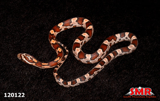 Red Factor Okeetee Corn Snake