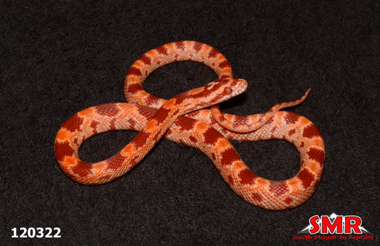 Red Factor Amel  Corn Snake