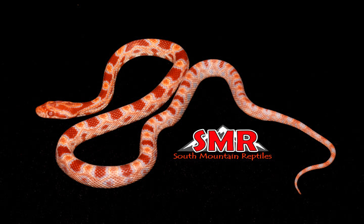 Fluorescent Amel Corn Snake