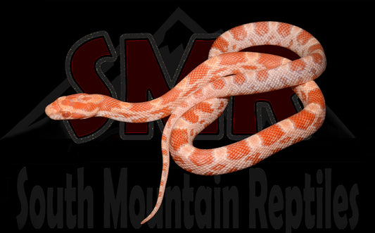 Amel Corn 13" Female for sale by South Mountain Reptiles