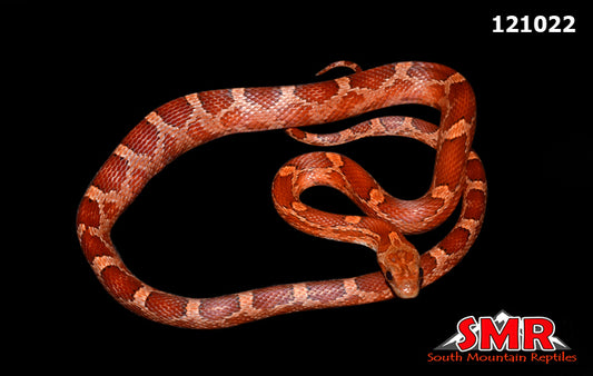 Bloodred 20" Female