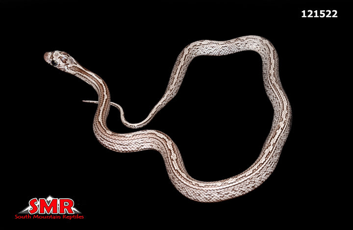 Cinder Tessera Corn Snake – South Mountain Reptiles