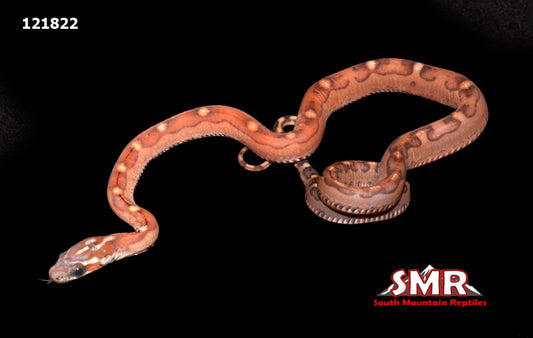 Scaleless Corn Snake