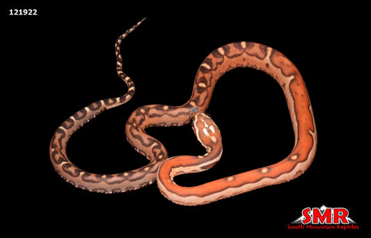 Scaleless Corn Snake