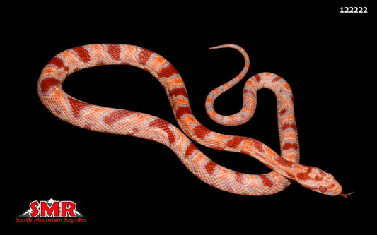 Fluorescent Amel Corn Snake