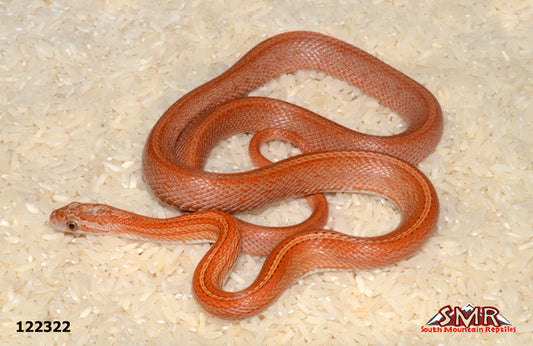 Terrazzo Corn Snake