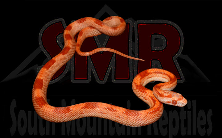 Striped Red Factor Amel 14" Female