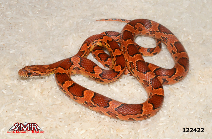 Red Okeetee Corn Snake