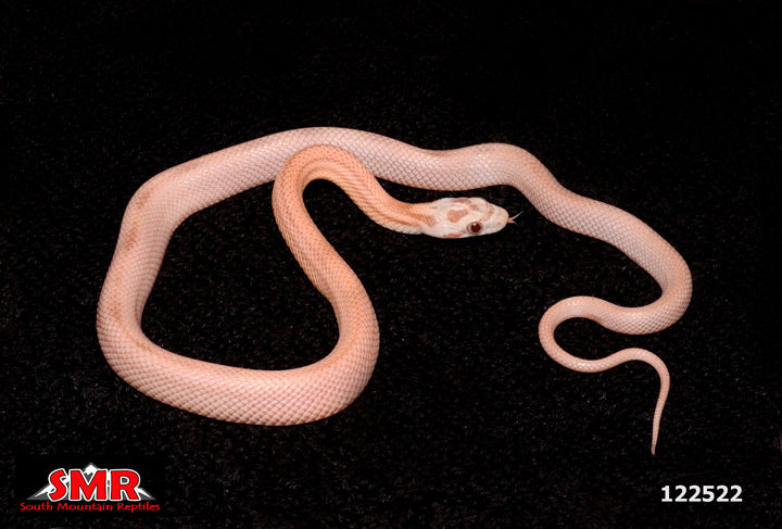 Striped Coral Ghost Corn Snake