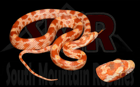 Amel Cornsnake 17" Female