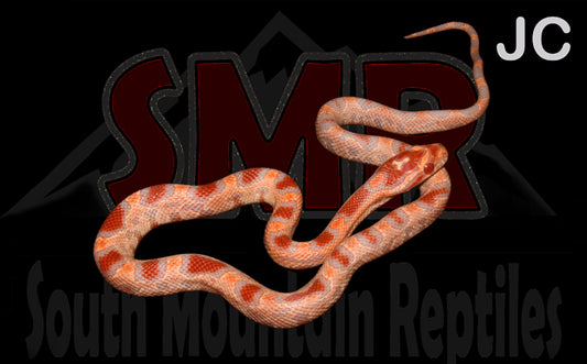 High Orange Reverse Okeetee for sale by South Mountain Reptiles