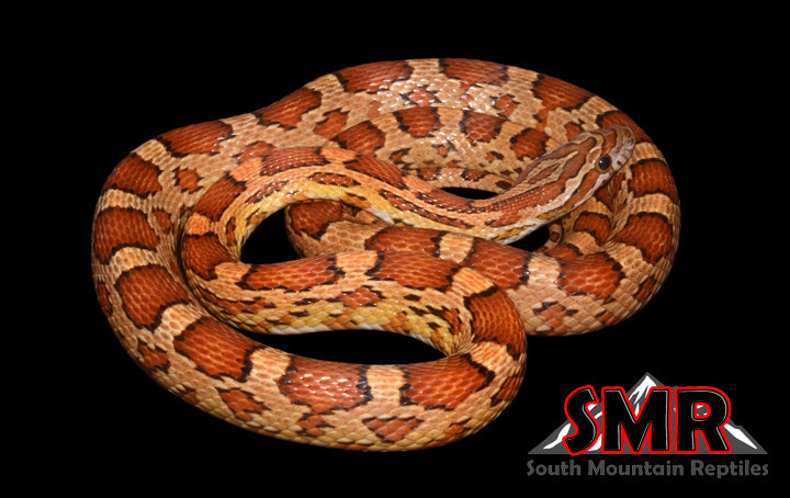 Corn Snake Het Scaleless - South Mountain Reptiles