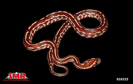 Tessersa Corn Snake