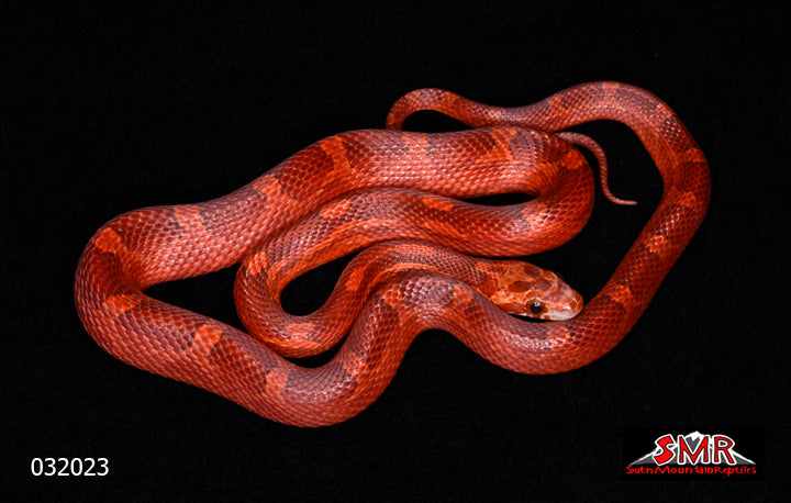 Bloodred (Old School) 18" Female