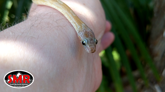 Key Caramel Bloodred 13" Male Corn Snake